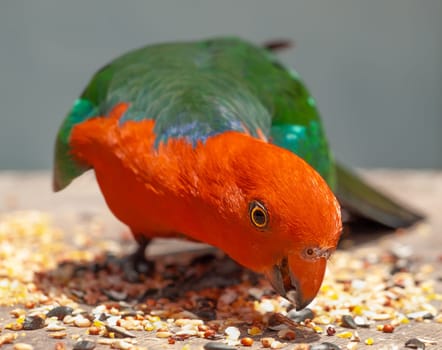 Australian king parrot red and green, colourful parrot native to Australia