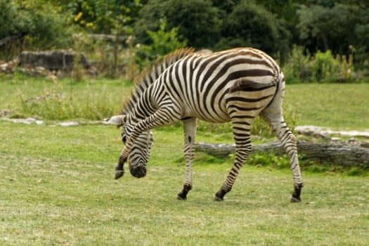 zebra