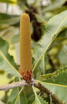 Dramatic looking flower spike of Banskia robur or Swamp banksia, an Australian native coastal plant