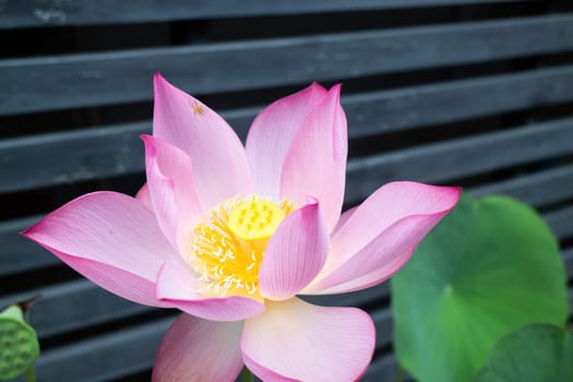Lotus flower blooming in the morning, stock photo