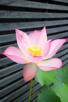 Lotus flower blooming in the morning, stock photo