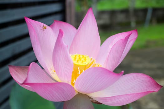 Lotus flower blooming in the morning, stock photo