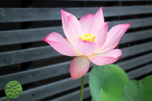 Lotus flower blooming in the morning, stock photo