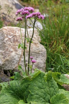 Plant portrait Grauer Alpendost Adenostyles alliariae