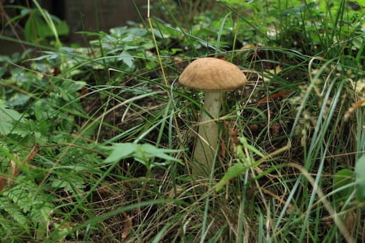 brown cap boletus in dense green grass growing in the autumn forest