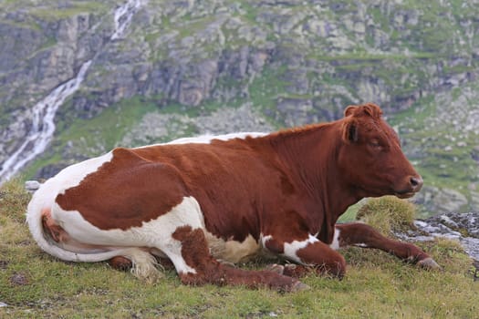 Ruminating red-and-white Alpine cow at Weißsee in Pinzgau