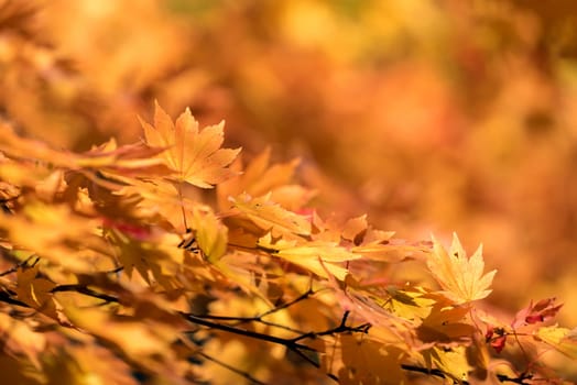 Red leave of maple tree for autumn fall background