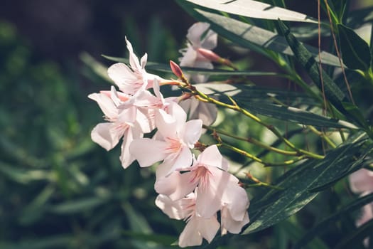 Oleander flowers in the summer garden