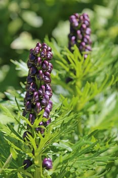 Plant portrait Tauern-Monkshood Aconitum tauricum