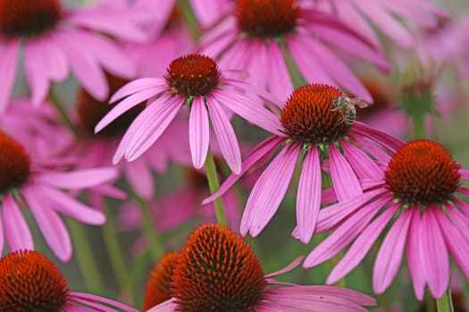 Echinacea purpurea with honey bee Apis mellifera