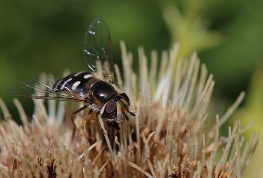 Macro Late large-fronted hoverfly Scaeva pyrastri