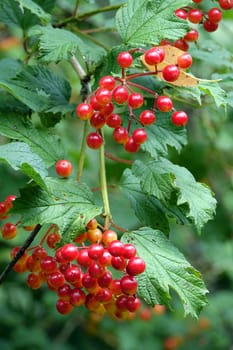 Berries of the common snowball Viburnum opulus