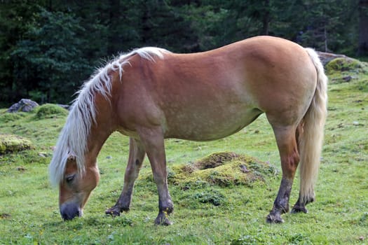 Haflinger in Upper Pinzgau