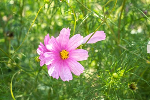 Cosmos flower in the summer garden