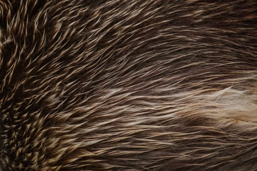 Brown Bear (ursus arctos) Fur Abstract Background
