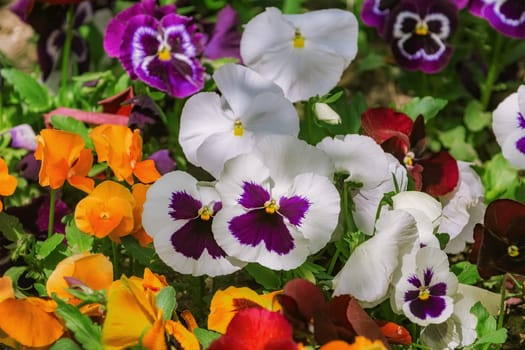 Flower Bed with Pansies of Different Colors