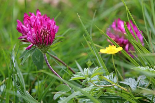 Flowering Alpine meadow clover Trifolium pratense nivale on a mountain meadow