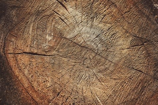 Cross Section of the Tree. Abstract Wooden Background