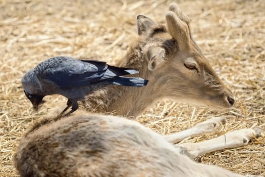 Crow Collects Wool for a Nest from the Dorsum of a Deer