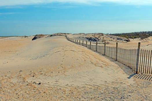 Beach Dunes Encroaching on the Sand Fence on Assateague Island National Seashore in Maryland