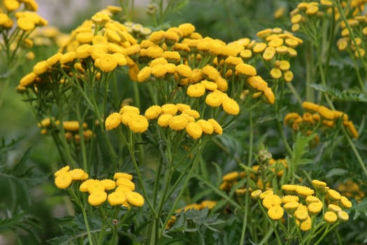 Inflorescences in tansy Tanacetum vulgare