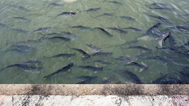 catfish swim river green water nature