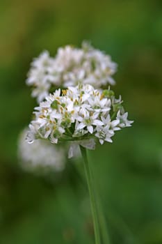 Cut garlic or garlic chives Allium tuberosum