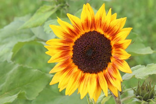 Sunflower Helianthus annuus