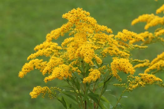 Canadian goldenrod Solidago canadensis