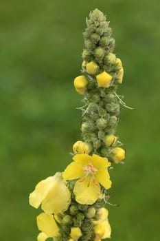 Flowers Small-flowered mullein Verbascum thapsus