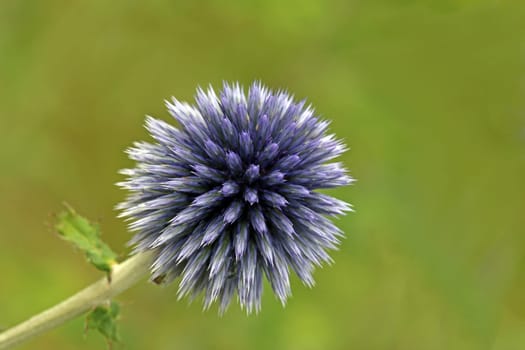 Ruthenian ball thistle Echinops rito