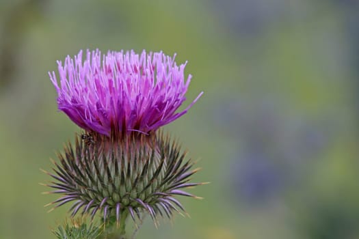 Flowering donkey thistle or woolly thistle Onopordum acanthium