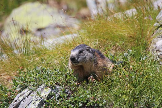 Marmota marmota takes a bath in mountain herbs