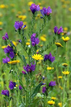 Viper's head Echium vulgare on a colourful flower meadow