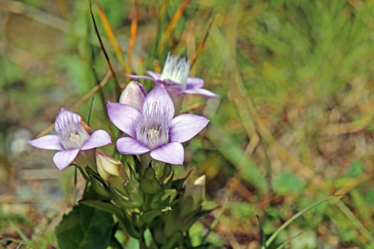German wreath gentian or German fringed gentian Gentianella germanica