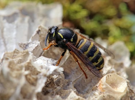 Queen of the red wasp Vespula rufa from Hintersee near Mittersill