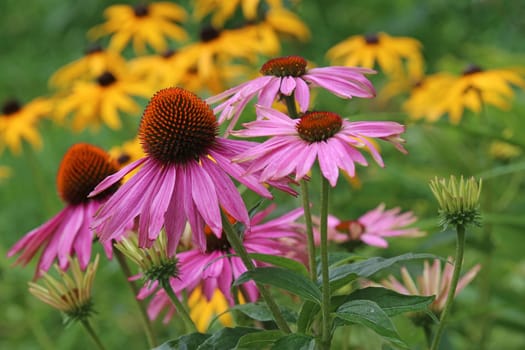 Purple coneflower Echinacea purpurea blooms in front of Yellow coneflower Rudbeckia fulgida