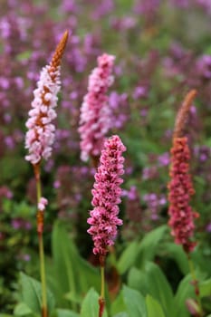 Snake knotweed Bistorta officinalis