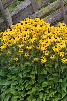 Echinacea Rudbeckia fulgida at the garden fence