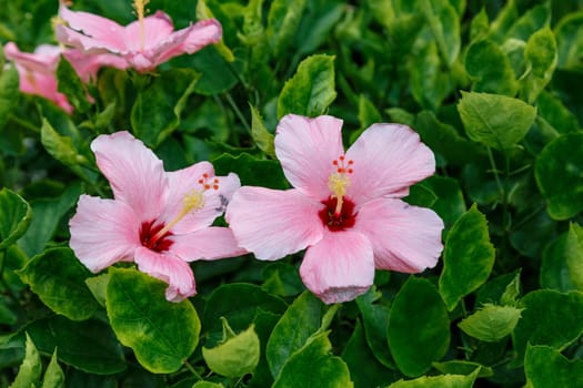 Pink subtropical shrub flower on the background of green leaves