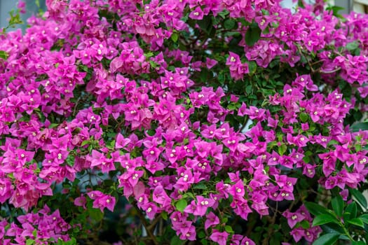 Pink numerous flowers on a decorative tropical bush against a background of green leaves