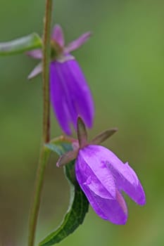 Rapunzel's Bellflower Campanula rapunculus