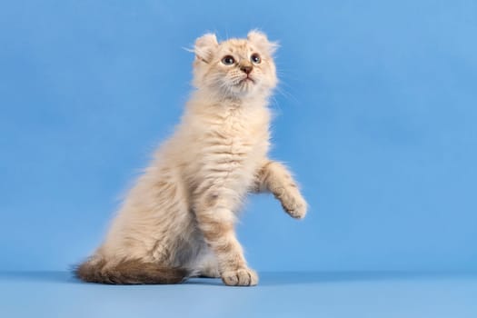Pedigree cat American Curl (Felis silvestris catus),sitting,raises paw,blue tabby point,juvenile,10 weeks,blue background