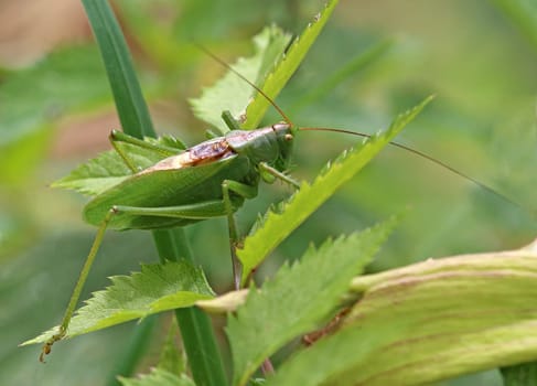 Tettigonia cantans from Oberpinzgau
