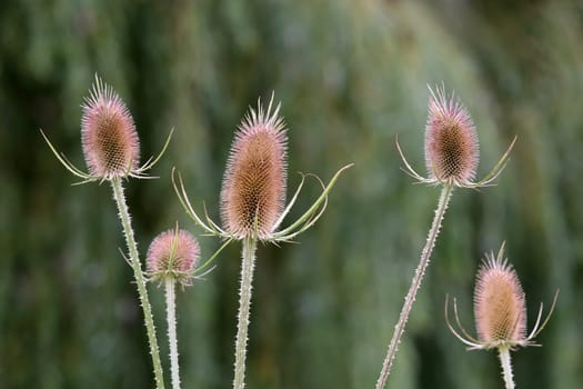 Inflorescences of the wild card Dipsacus fullonum