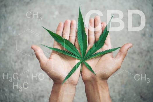 Hand holding marijuana leaf with cbd thc chemical structure