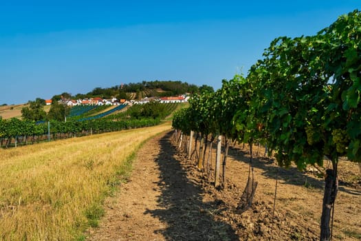 most beautiful wine route at Galgenberg in Weinviertel, Austria