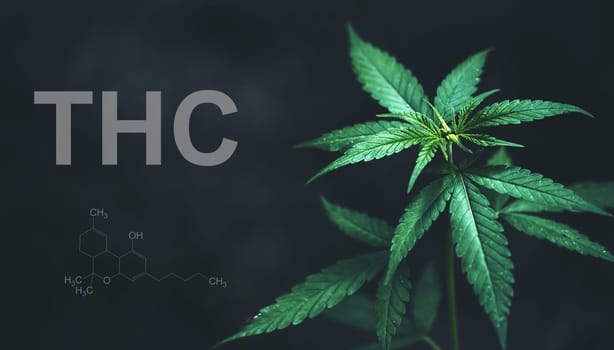 Marijuana leaves with cbd thc chemical structure