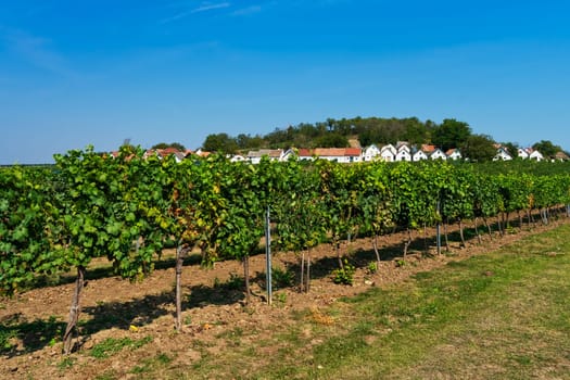 most beautiful wine route at Galgenberg in Weinviertel, Austria