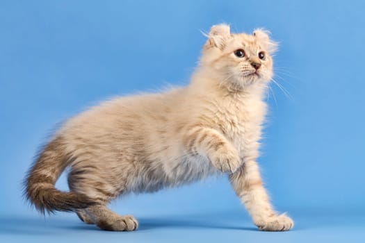 Pedigree cat American Curl (Felis silvestris catus),standing,raises paw,blue tabby point,cub,10 weeks,blue background
